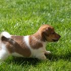 Einer unserer Jack-Russel-Terrier-Welpen im Rasen