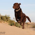 einer unserer Labis in den Dünen von Spanien