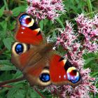 Einer unserer schönsten Schmetterlinge, das Tagpfauenauge