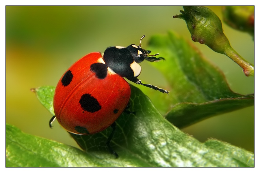 Einer unserer seltensten Marienkäfer Foto & Bild | tiere, wildlife