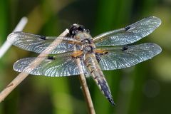 Einer Vierfleck  Libelle auf den Rücken geschaut