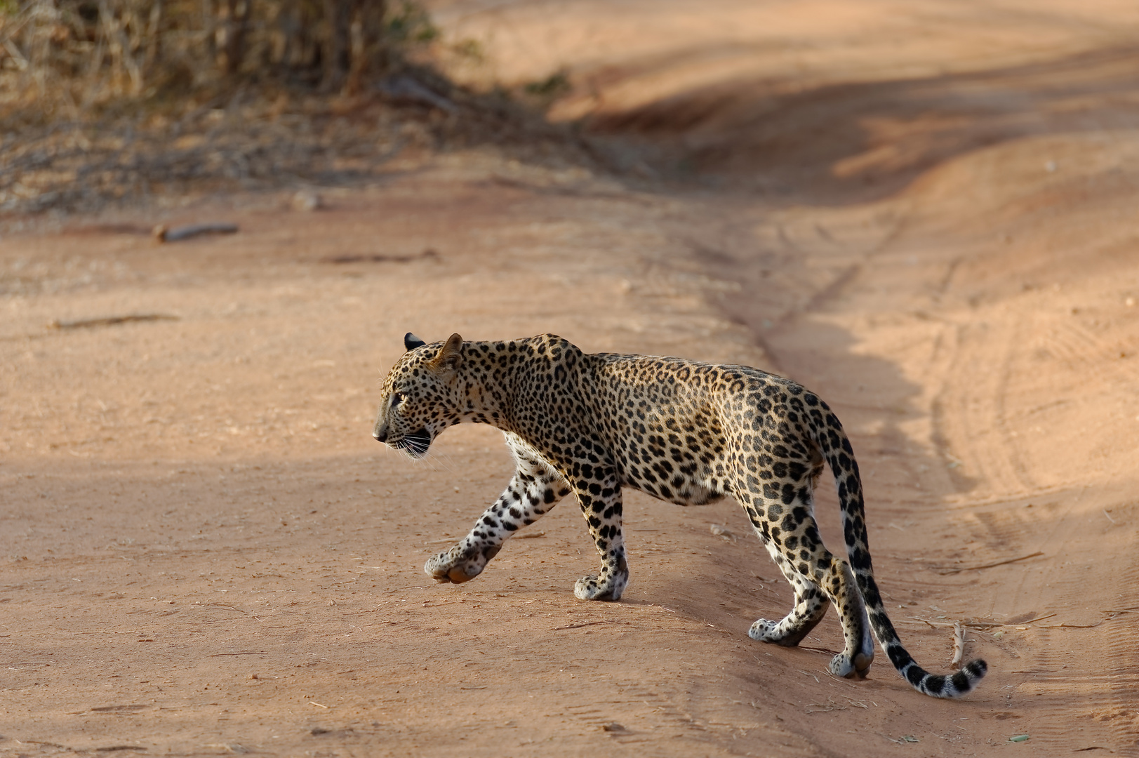 einer von 36 freilebenden Leoparden (Stand 2014) im Yala Nationalpark in Sri Lanka