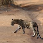 einer von 36 freilebenden Leoparden (Stand 2014) im Yala Nationalpark in Sri Lanka