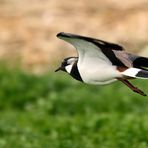 "einer von den FLUG - KÜNSTLERN"