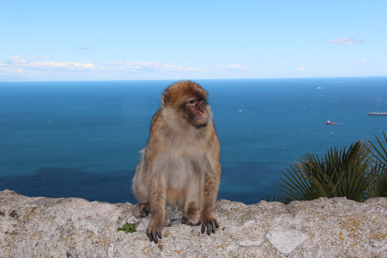 Einer von der Gibraltar -Truppe