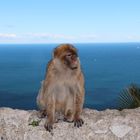 Einer von der Gibraltar -Truppe