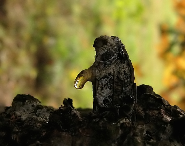 Einer von der Osterinsel