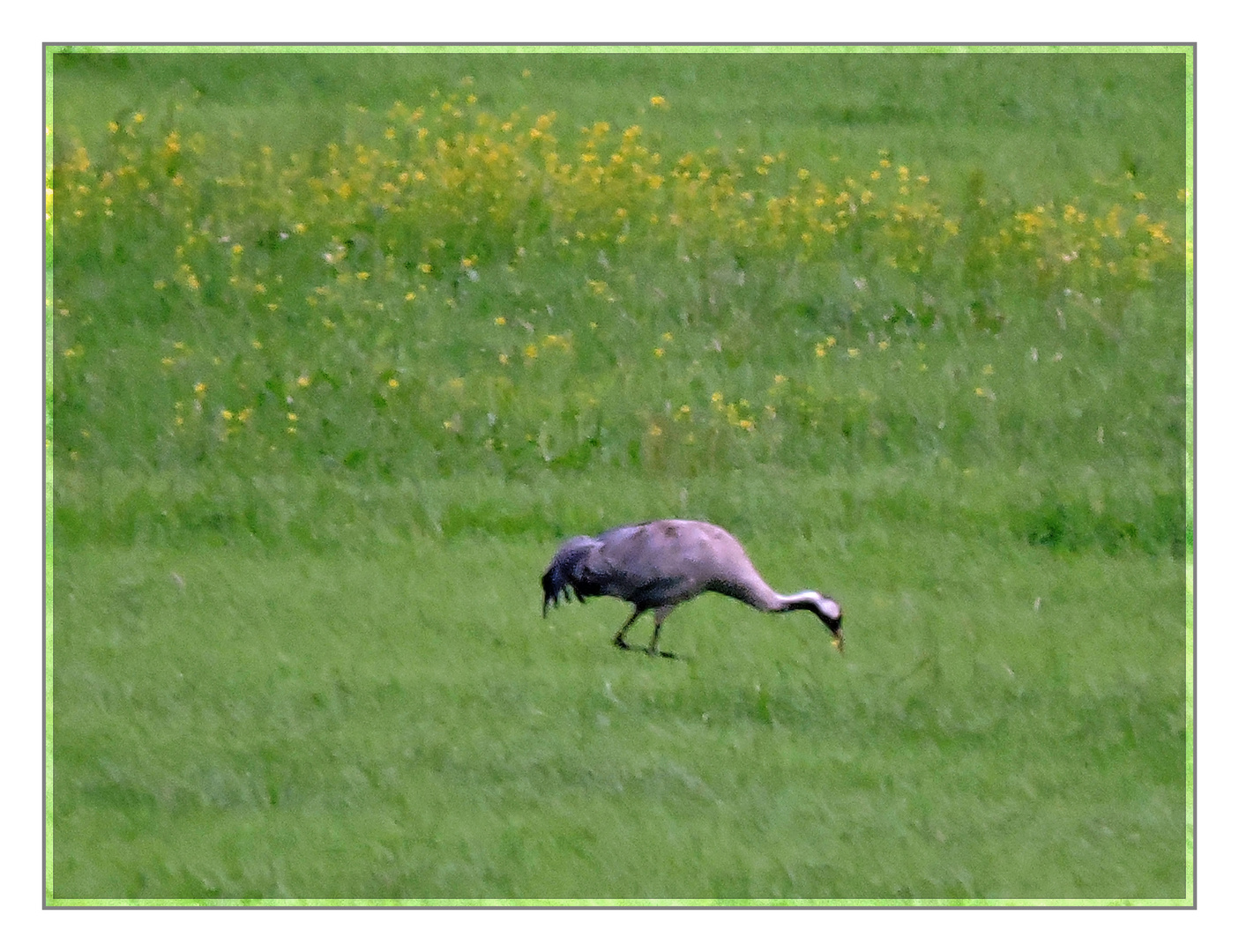 Einer von fünf  ; Kranich im Leinepolder.