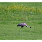 Einer von fünf  ; Kranich im Leinepolder.