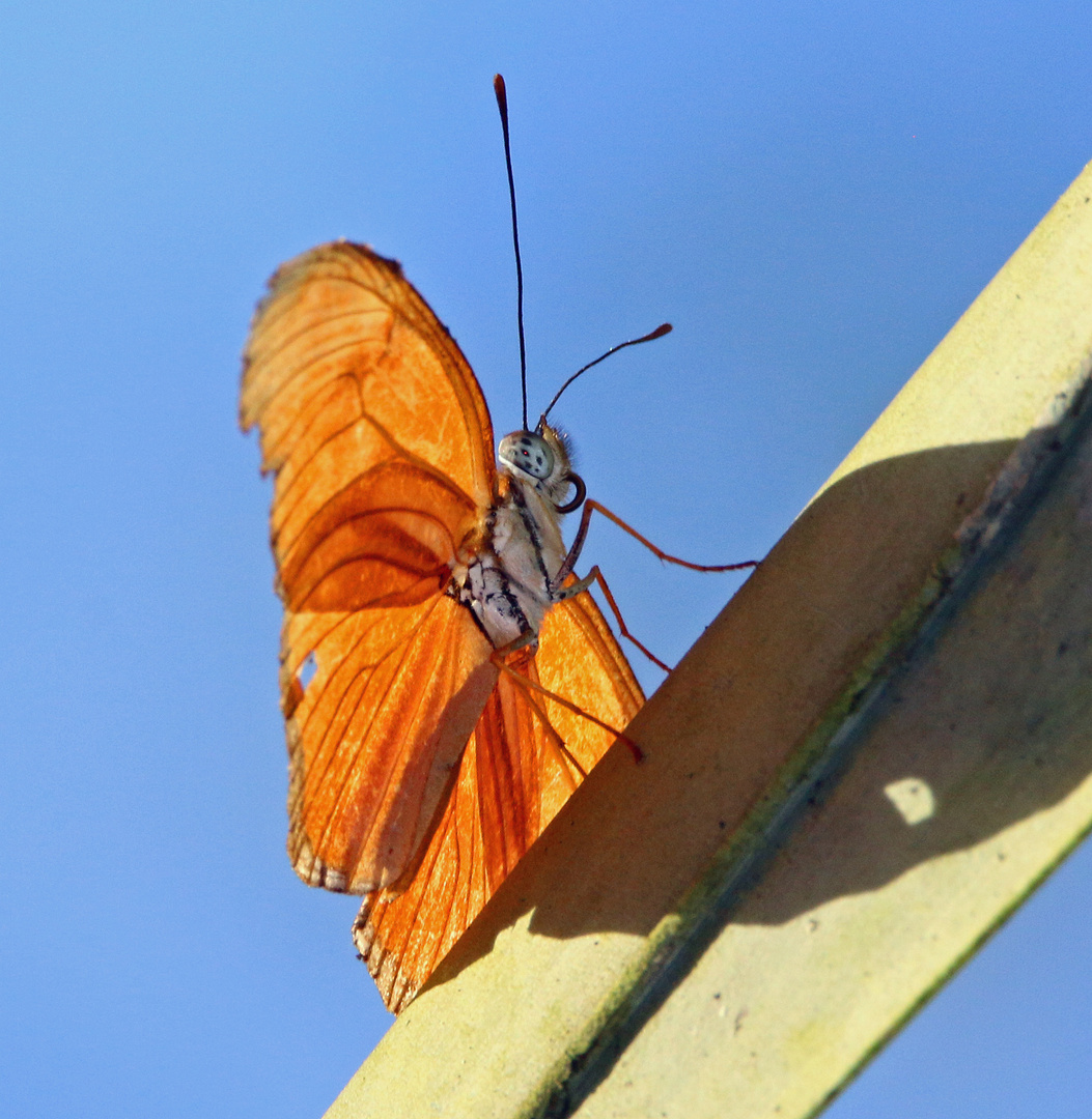 Einer von mehr als Tausend Schmetterlingsarten in Costa Rica.