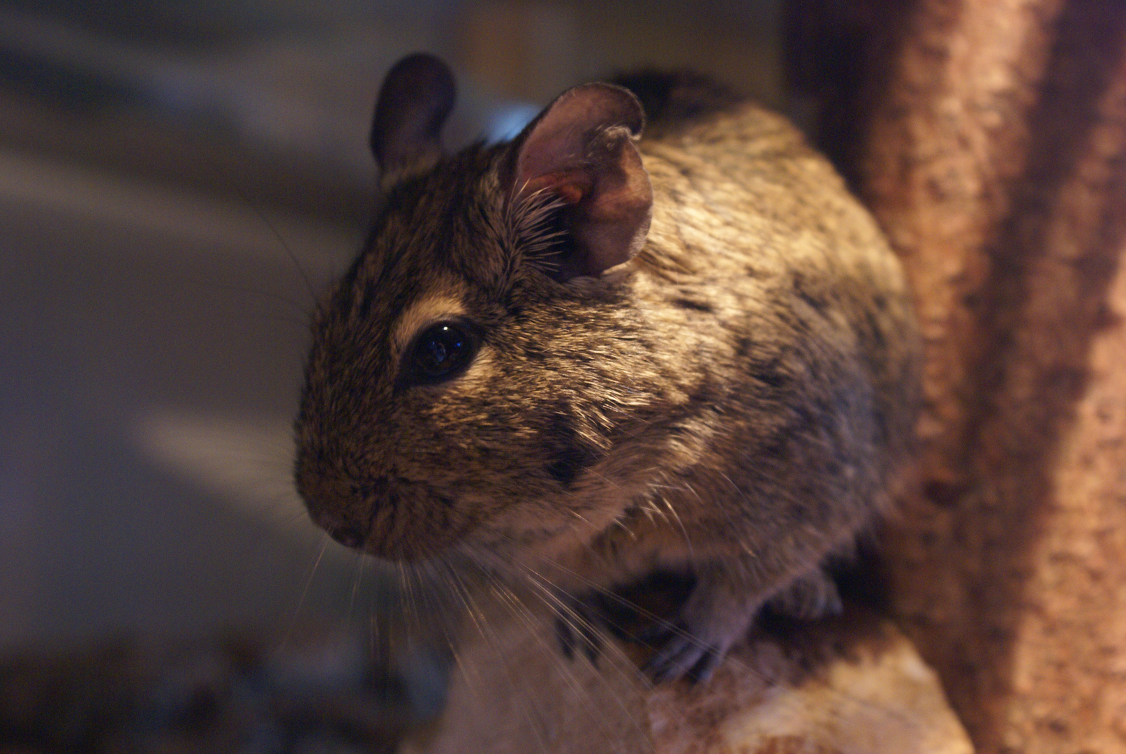 einer von meinen ehemaligen Degus