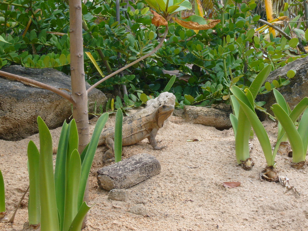 Einer von vielen Besuchern am Strand !