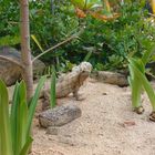 Einer von vielen Besuchern am Strand !