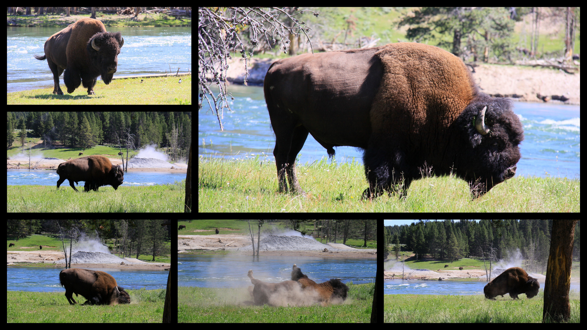 Einer von vielen ! Buffalo im Yellowstone