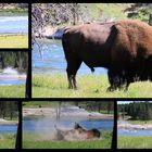 Einer von vielen ! Buffalo im Yellowstone