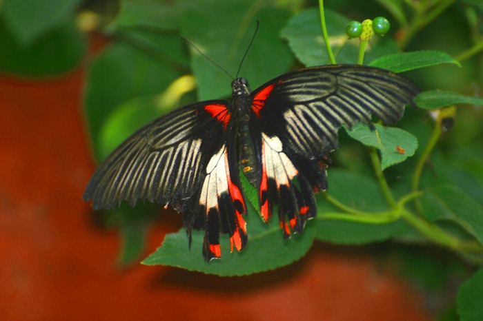 Einer von x-hundert Schmetterlingen im Papiliorama Kerzers