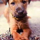 einer von zehn - Irish Terrier