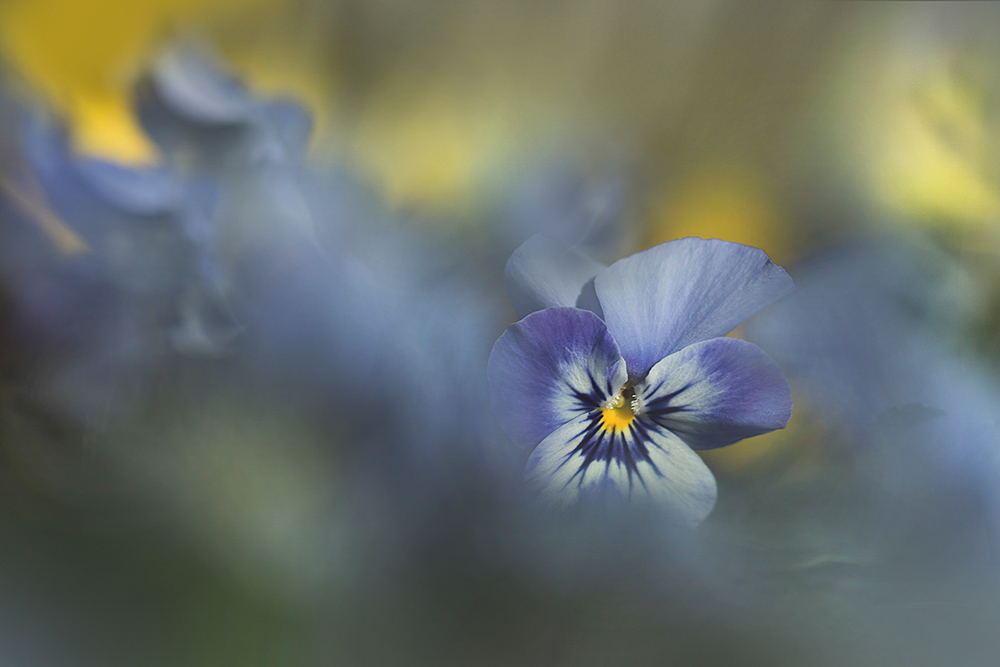 Hellblau Bilder: Eine Welt voller Fantasie und Farbe