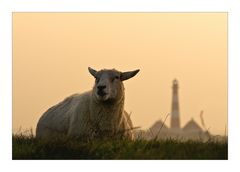 Eines Abends am Deich von Westerhever