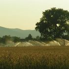 Eines Abends im Feld