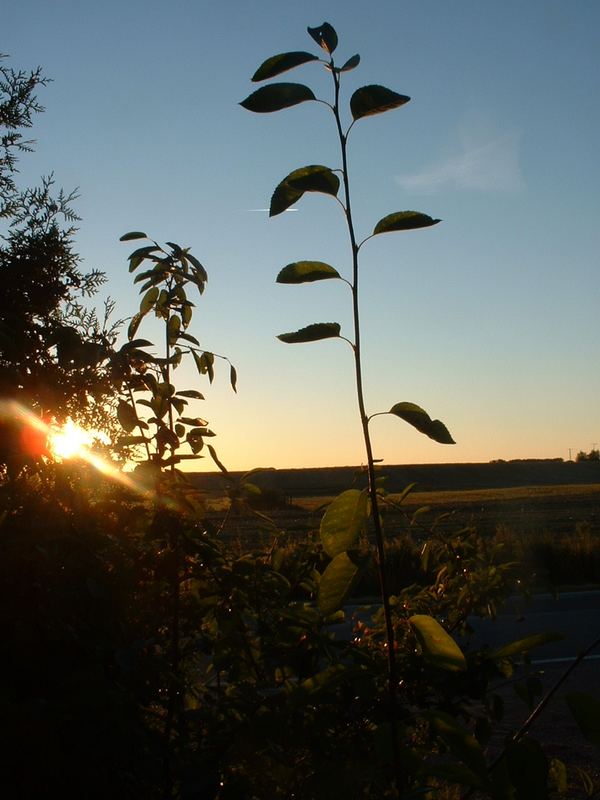 Eines Abends in Mecklenburg-Vorpommern 2004