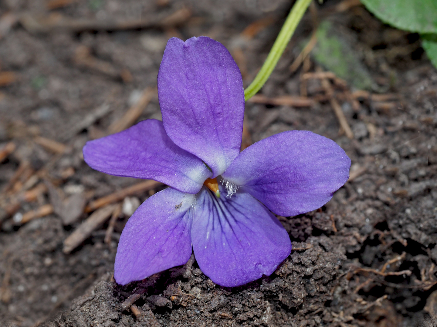 Eines der ersten Frühlingszeichen, ein Veilchen (Viola).