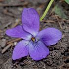 Eines der ersten Frühlingszeichen, ein Veilchen (Viola).