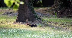 eines der Friedhofs-Hörnchen