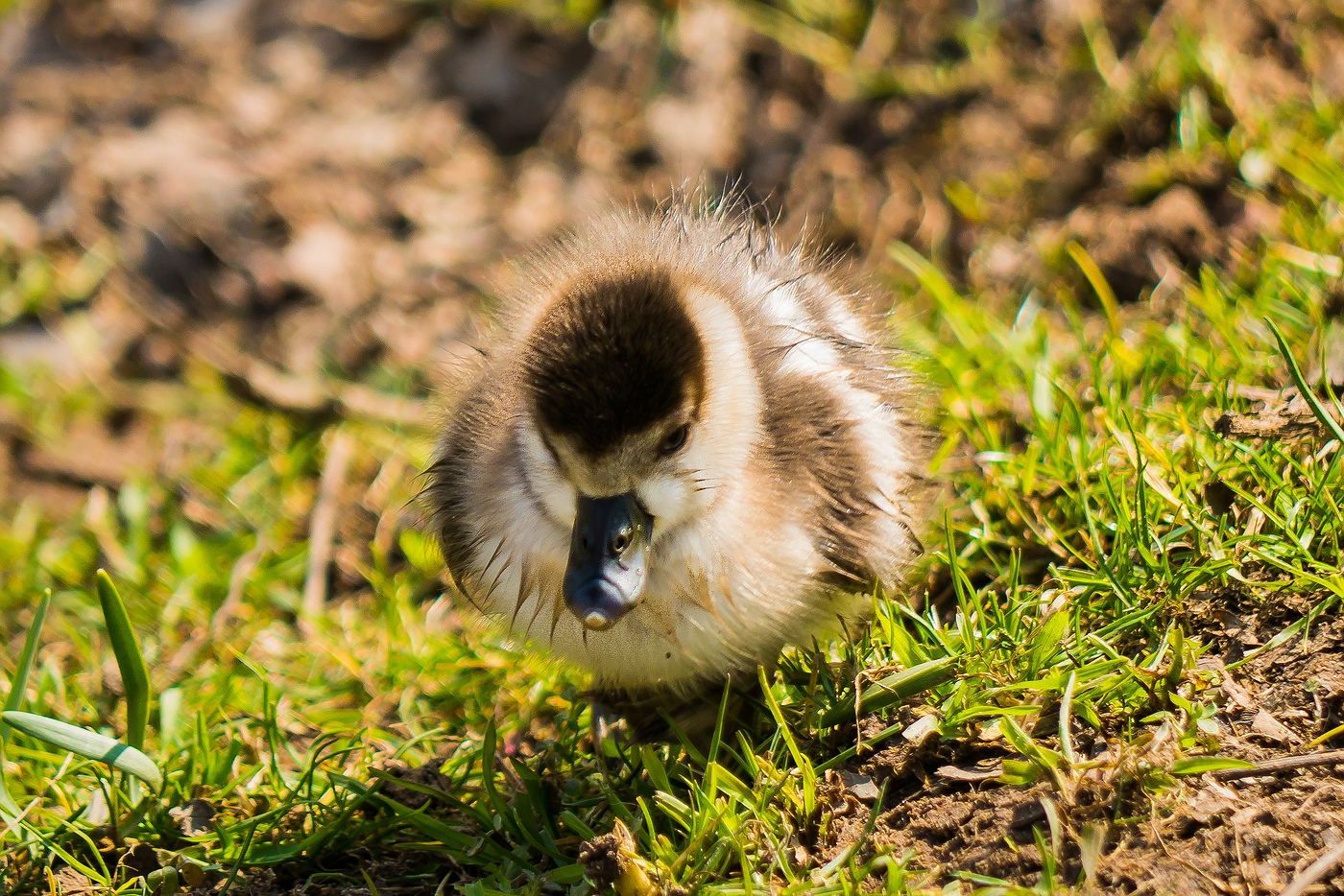 Eines der jungen Nilgänse von heute