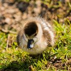 Eines der jungen Nilgänse von heute