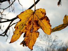 Eines der letzten Blätter am Baum