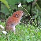 Eines der letzten Gänseblümchen....