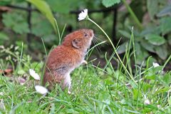 Eines der letzten Gänseblümchen....