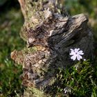 Eines der vielen Motive im Botanischen Garten Düsseldorf