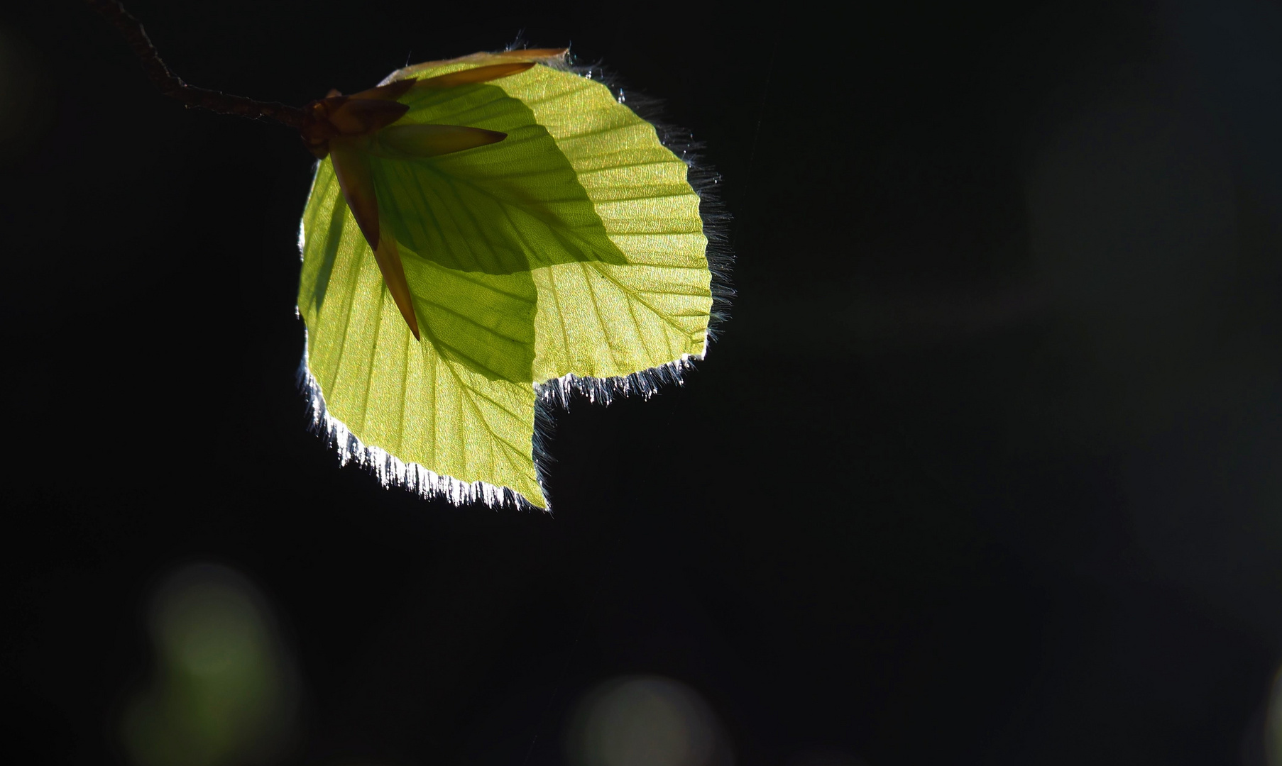 eines der vielen Wunder der Natur