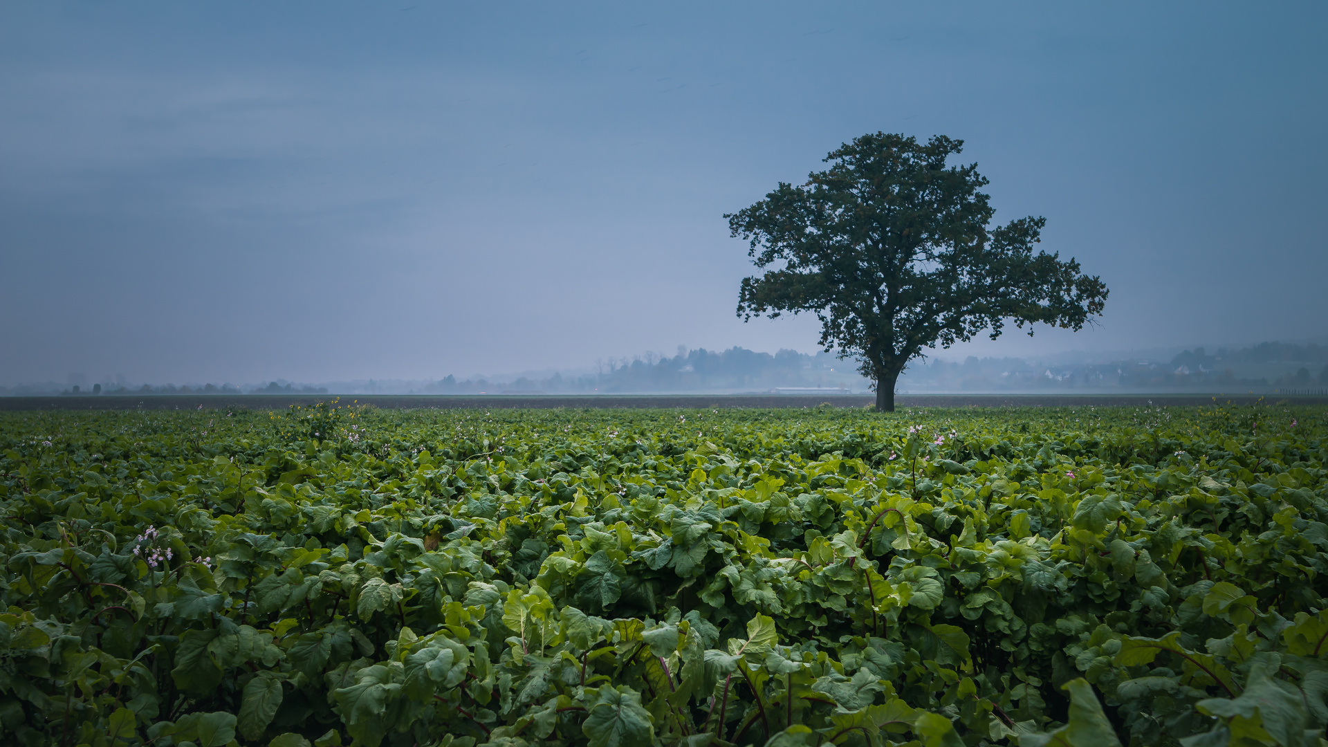 eines frühen morgens, draußen in der Natur