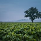 eines frühen morgens, draußen in der Natur