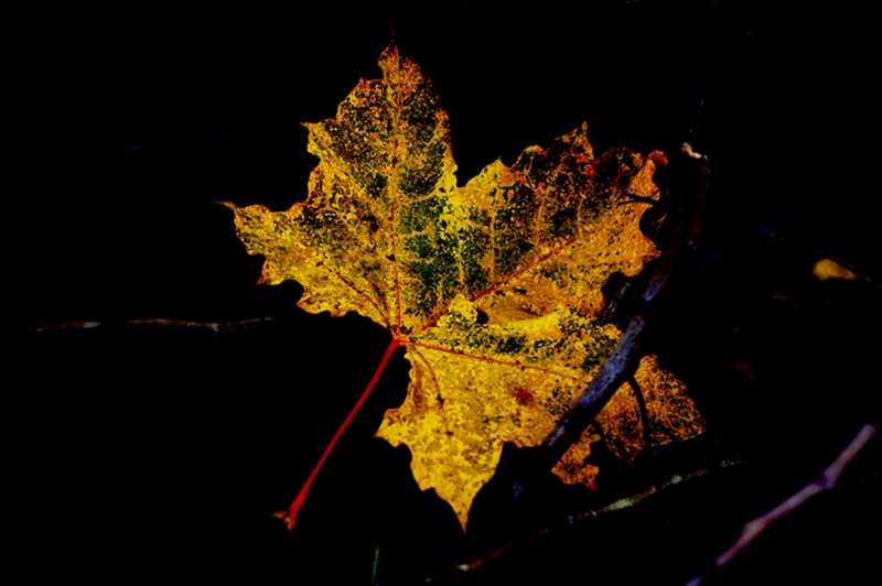 Eines letztes Blatt