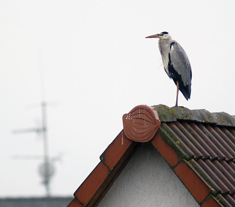 Eines morgens auf dem Haus gegenüber ...