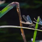 Eines noch: PRACHTLIBELLEN