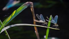 Eines noch: PRACHTLIBELLEN