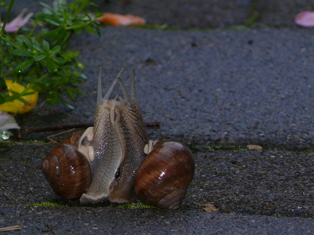 Eines schönen Morgens