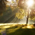 Eines schönen Morgens im Bürgerpark 1