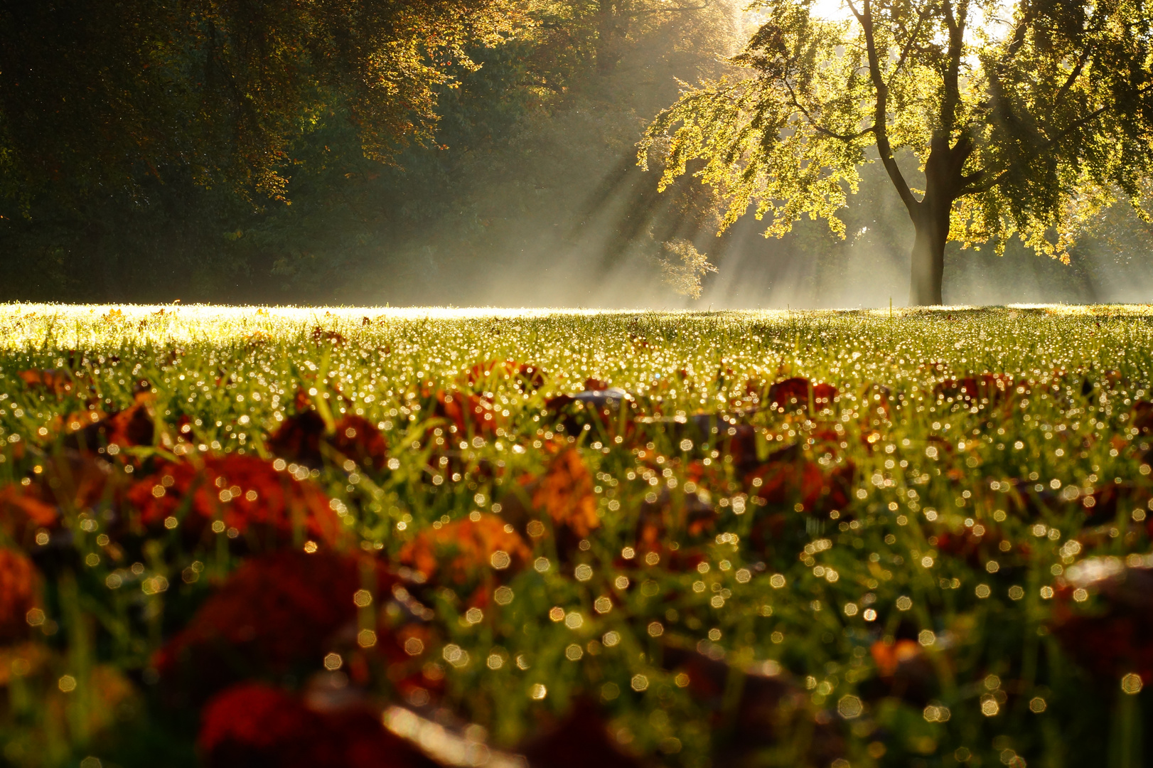 Eines schönen Morgens im Bürgerpark 2