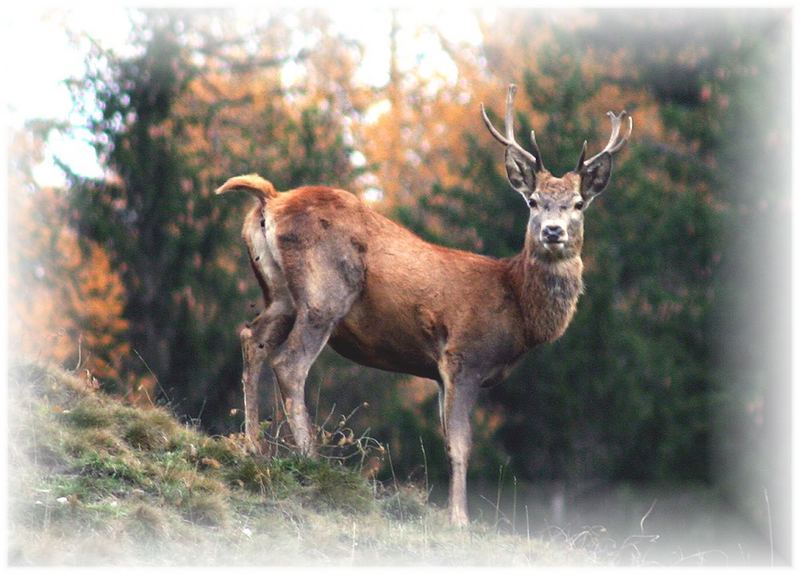 Eines Tages werde ich der Platzhirsch sein ! ! !