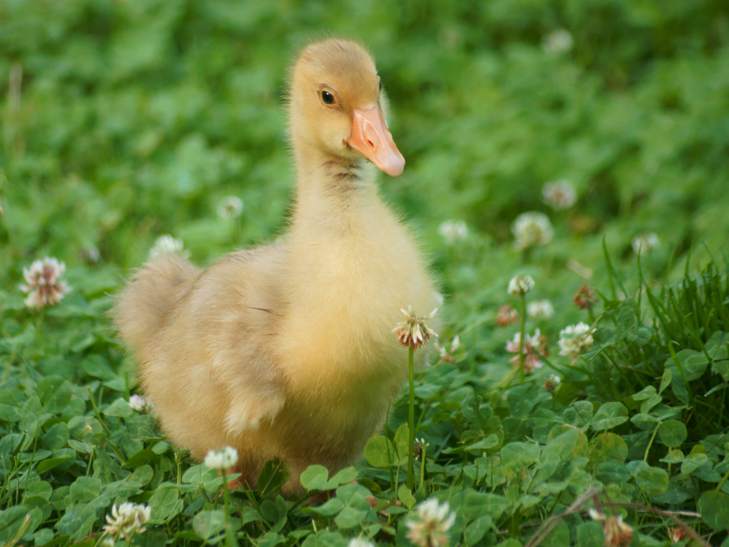 Eines unserer jungen Gänschen!