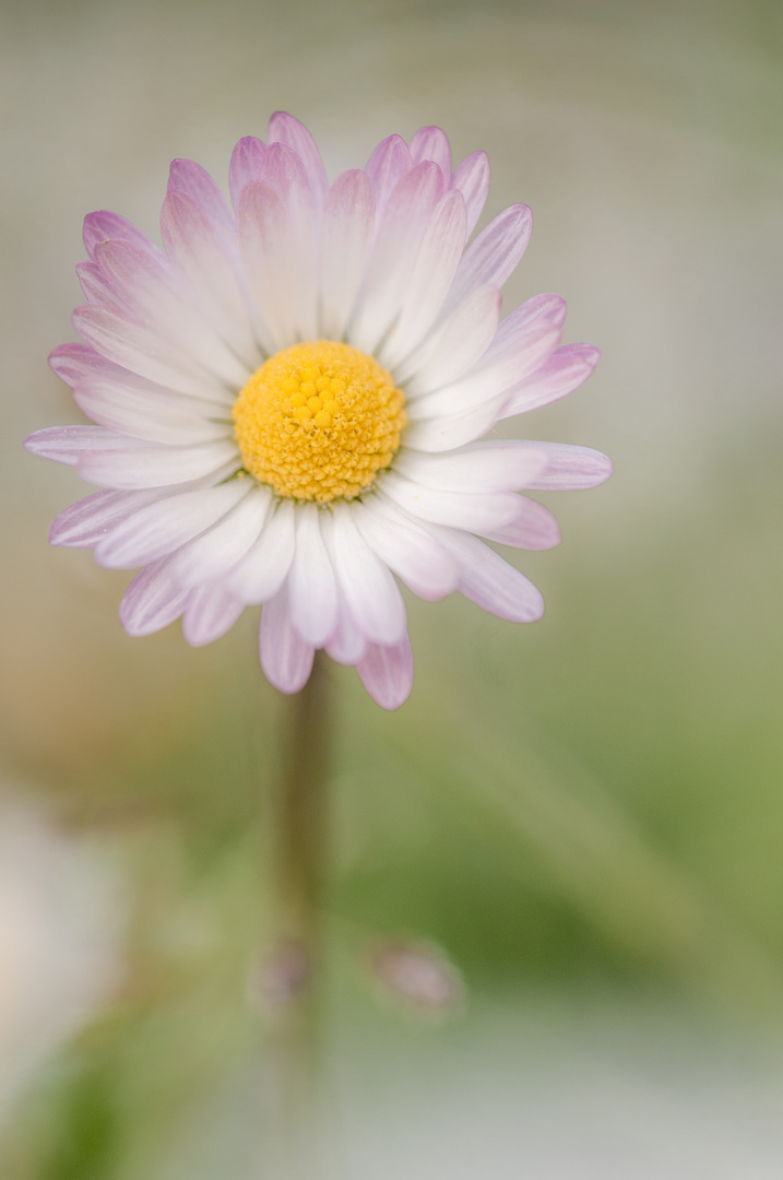 eines von 1 Million Gänseblümchen