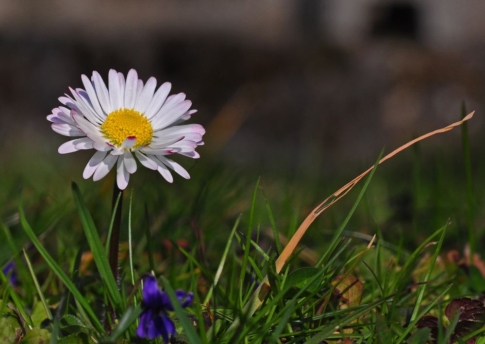 Eines von 14 Gänseblümchen......