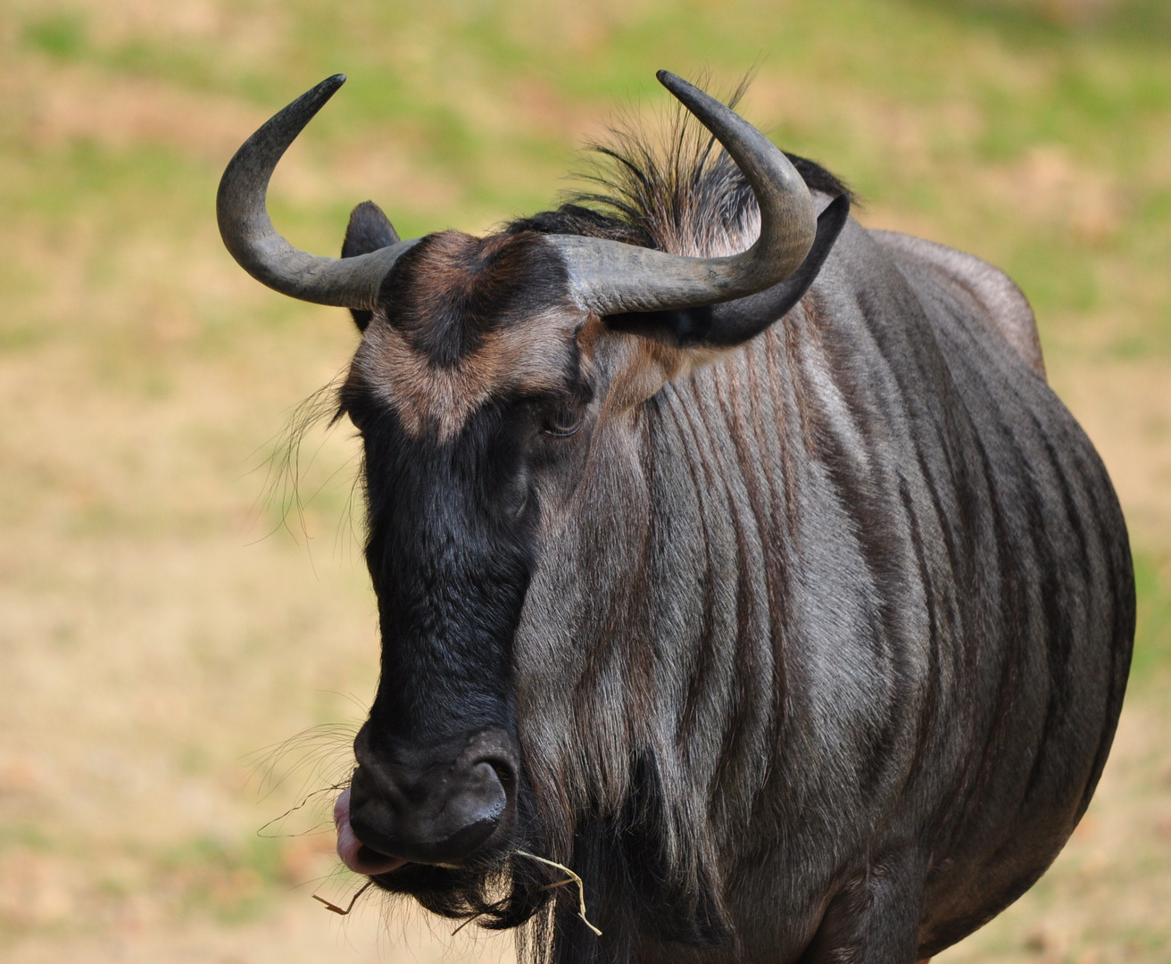 Eines von drei Streifen-Gnus