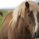 Eines von vielen Pferden auf Island